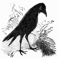 crow