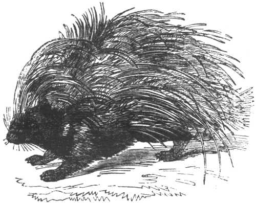 PORCUPINE.