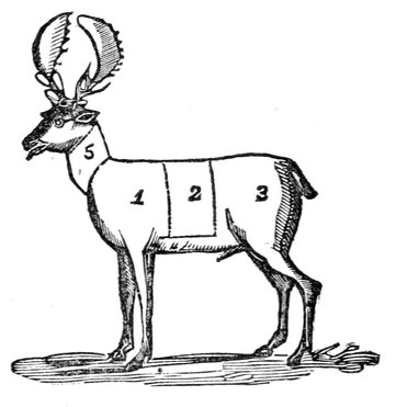 Venison.