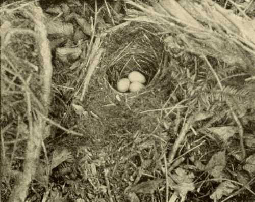 Nest of Wilson’s Thrush