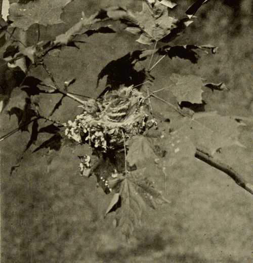 Nest and Young of Goldfinch