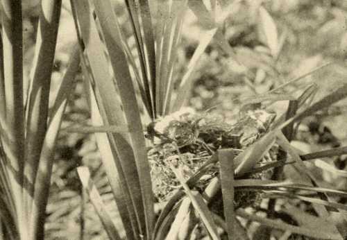 Young Red-wing Blackbirds