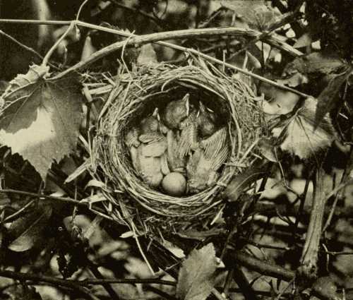 Wood-Thrush's Nest with Young