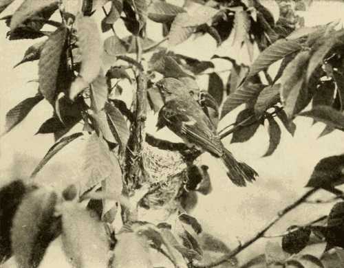 Lady Redstart and Her Home