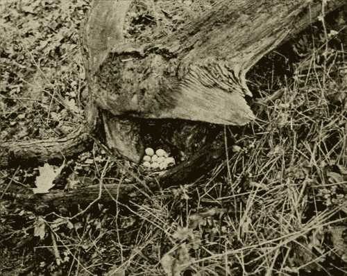 Nest and Eggs of Ruffed Grouse