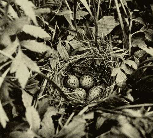 Spotted Sandpiper’s Nest