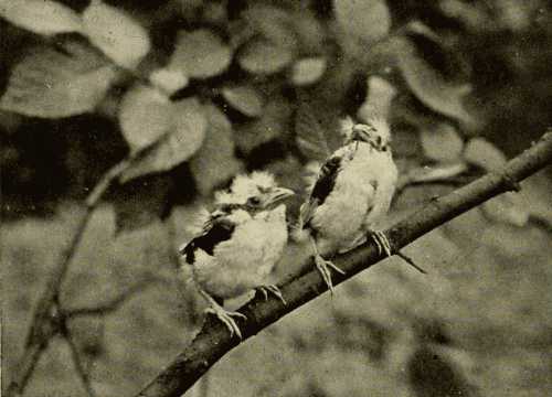 Fledglings