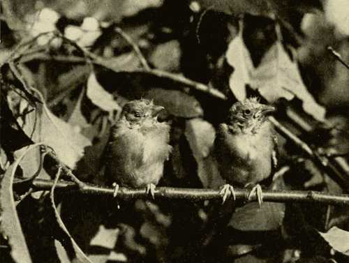 Young Goldfinch