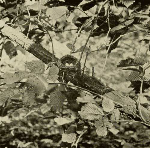 Nest and Eggs of American Redstart