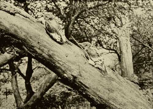 Young Woodpeckers Foraging