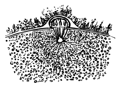 Portion of the ovum of Asterias glacialis