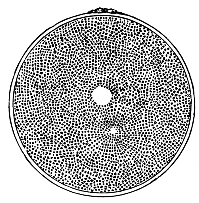 Ovum of Asterias glacialis