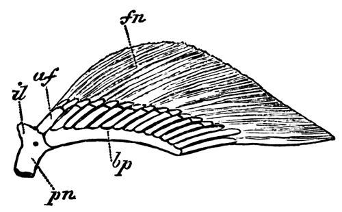 Right pelvic fin and part of pelvic girdle of an adult female of
 Scyllium canicula