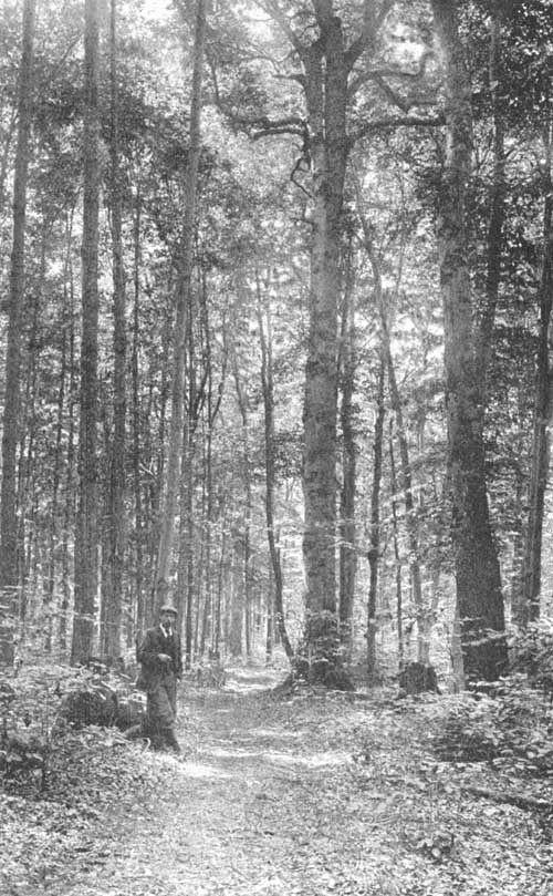 A SOUTHERN MICHIGAN WOODLOT