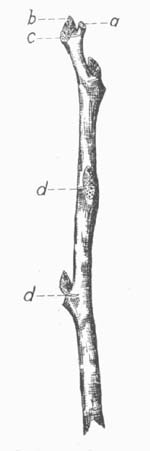 VI. WINTER TWIG OF RED MULBERRY