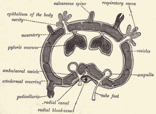 Cross-section of the ray of a starfish.