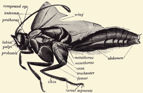 Body of the monarch butterfly.