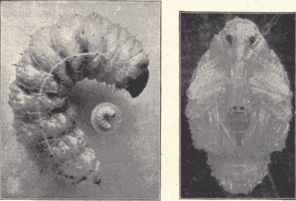 Immature stages of the quince curculio.