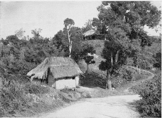 ON THE ROAD TO CASTLETON, JAMAICA.