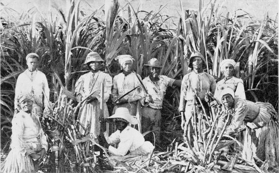 CANE CUTTERS.