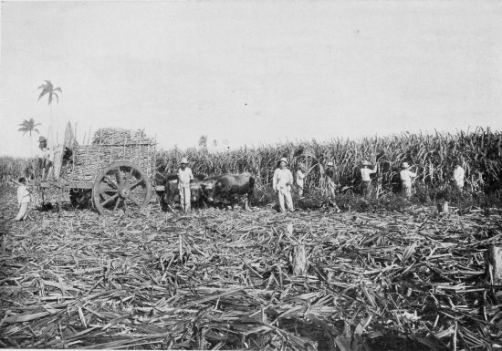 CUTTING SUGAR CANE.