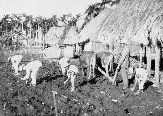 PLANTING TOBACCO.