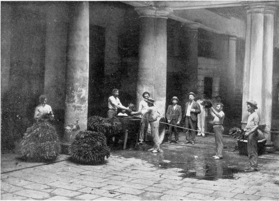 WETTING THE TOBACCO LEAF.