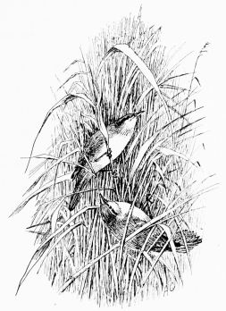 REED-CLIMBERS