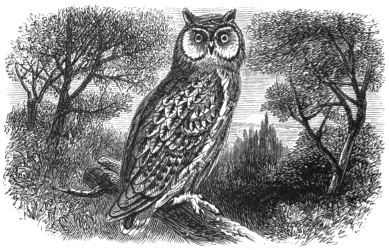 Long-eared Owl