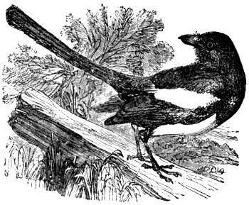 Magpie