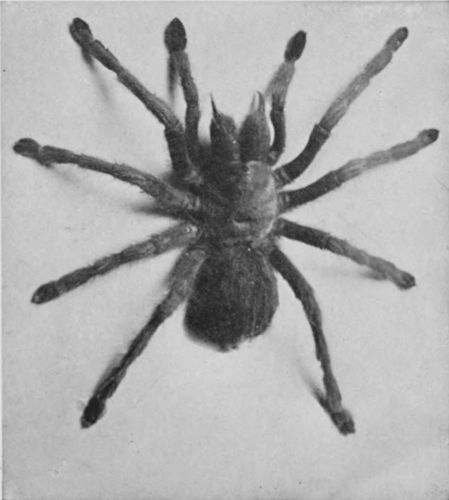 TARANTULA