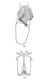 Figs. 53, 54. Clubiona
tibialis.—53, end of palpus of male, showing
large tibia. 54, head and mandibles of male.