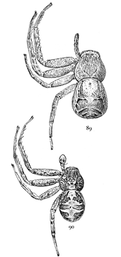 Figs. 89, 90. Xysticus limbatus.—89,
female. 90, male. Both enlarged four times.