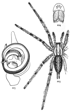 Figs. 223, 224.
Agalena nævia.—223,
female enlarged
twice.
224, front of
head.