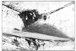 Fig. 231. Web of Tegenaria derhamii with spider
in mouth of tube.
Old cocoons hanging at the left.