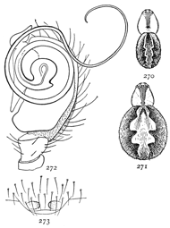 Figs. 270, 271, 272, 273.
Theridium spirale.—270,
male. 271, female.
Both enlarged
eight times. 272, end
of palpus of male.
273, epigynum.