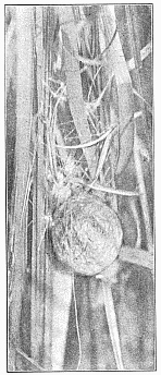 Fig. 454. Egg cocoon of Argiope
riparia in marsh grass. Natural
size.