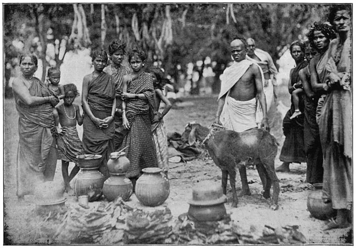 Pallas performing Pongal ceremonies.