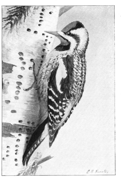 Fig. 184. Sapsucker.