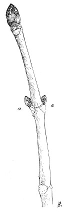 Fig. 310. Horsechestnut.