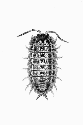 Plate XVIII Porcellio ratzeburgii