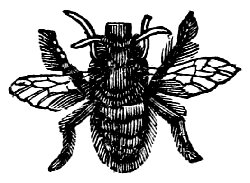 Mason-bee