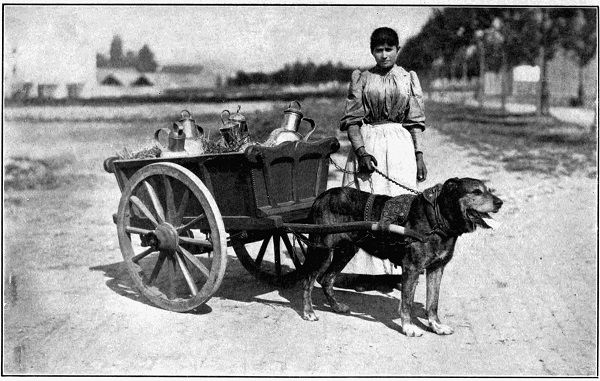 A BELGIAN MILK-WAGON.