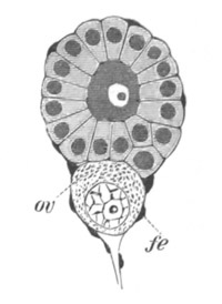 Follicle Of Bonellia