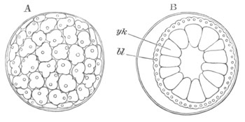 Surface view of Philodromus Limbatus