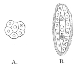 Dicyema typus