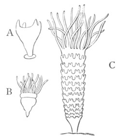 Generations of Aurelia aurita