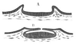 Developing eye of a Cephalopod