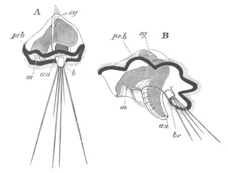 Two stages in the development of Mitraria