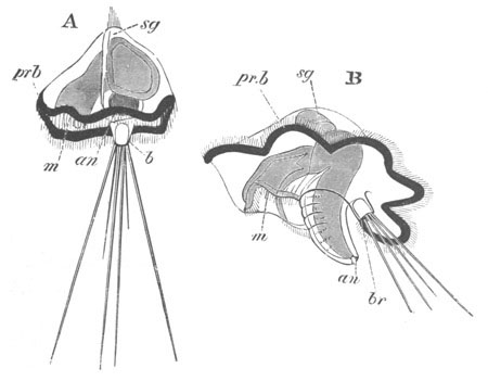 Two stages in the development of Mitraria